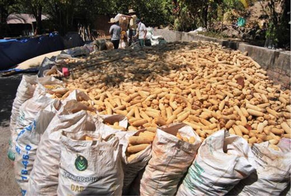  Alertan por alzas  en precios de forrajes