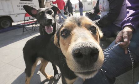 Lanzan promoción 2 por 1 para esterilizar perros y gatos en Querétaro 