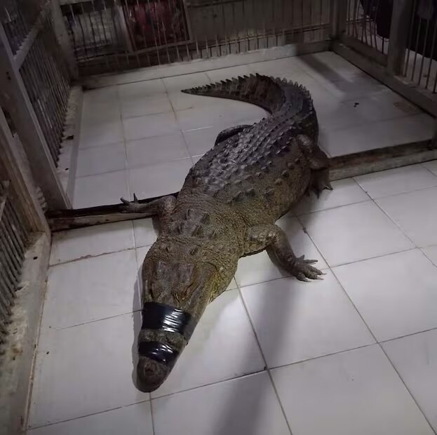 Reubican 99 cocodrilos en cuatro estados tras inundaciones por lluvias. Foto: Profepa