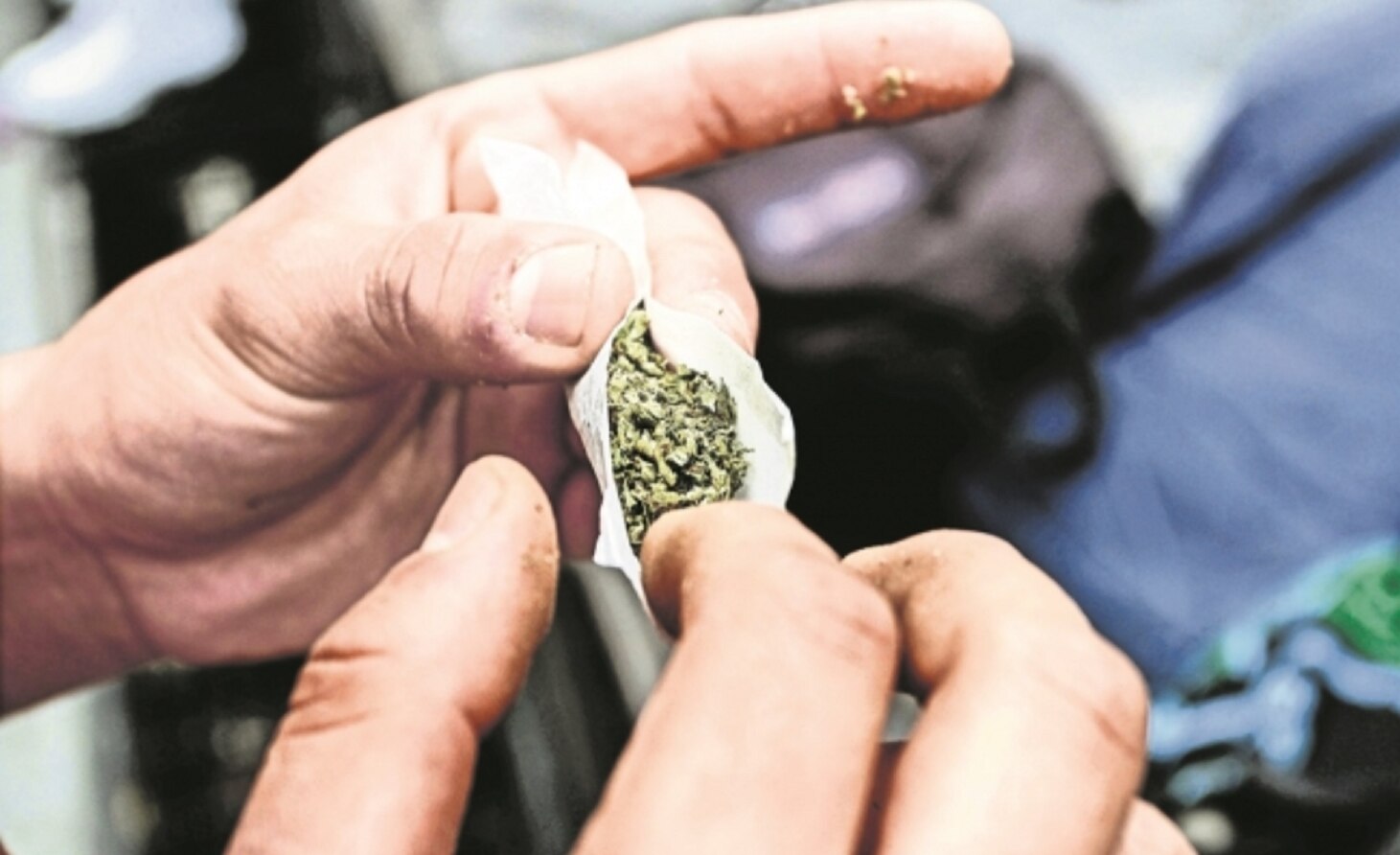 Avanza regulación de la marihuana en México