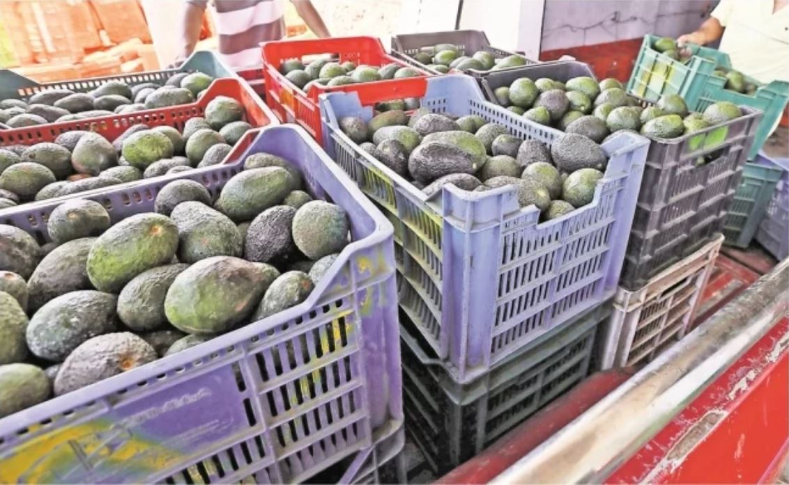 Advierten que violencia en Michoacán podría frenar exportación de aguacate