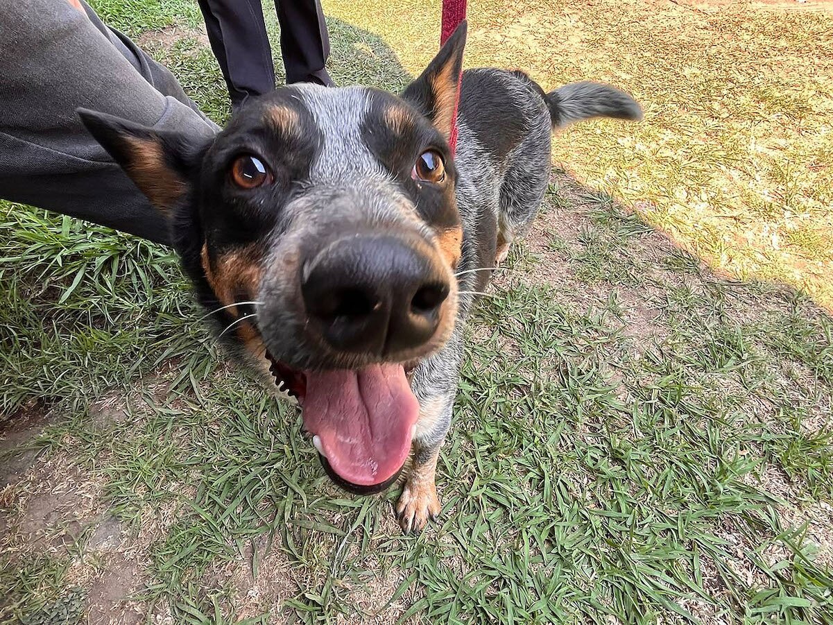 Leónidas, el lomito sobreviviente al descuido humano en Querétaro