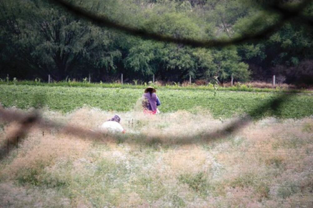 Detectan plaga de ratas en cultivos