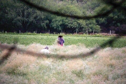 Detectan plaga de ratas en cultivos