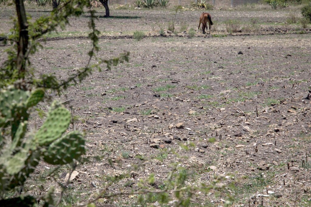 Alertan de sequía extrema en todo Querétaro