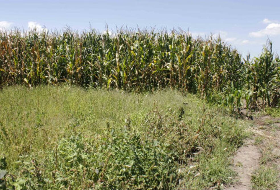 Otorgan créditos a productores