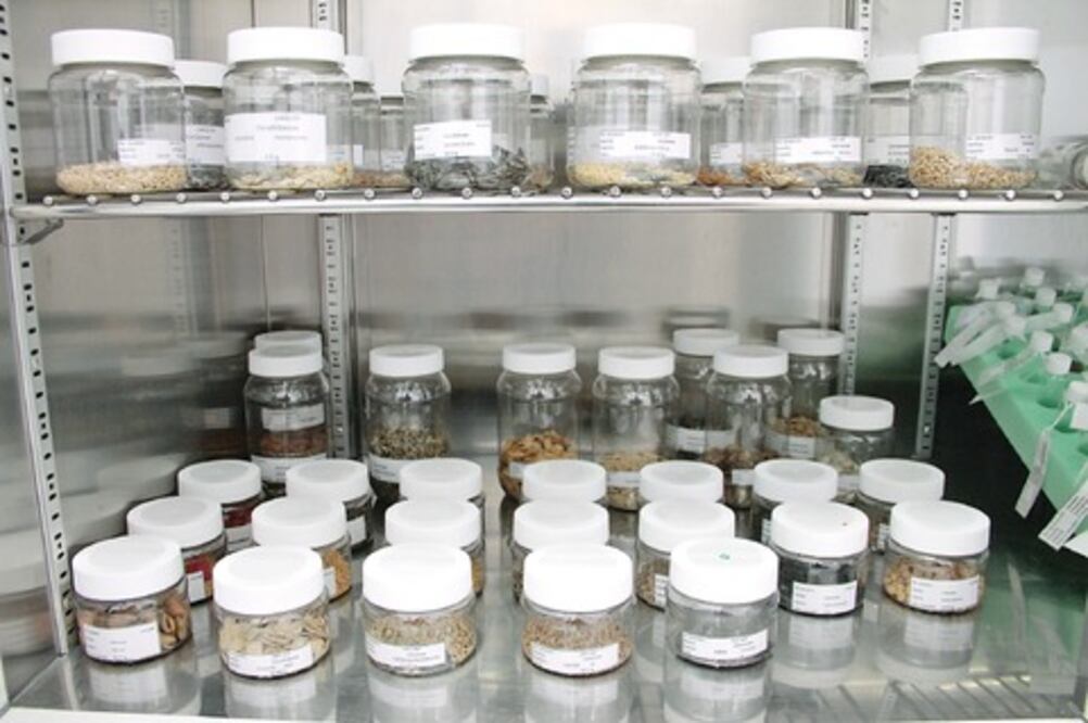 Proyecta UAQ salvaguardar diversidad vegetal