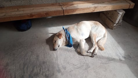 Buscan hogar para perrita peregrina; la dejaron en Tepeji del Río