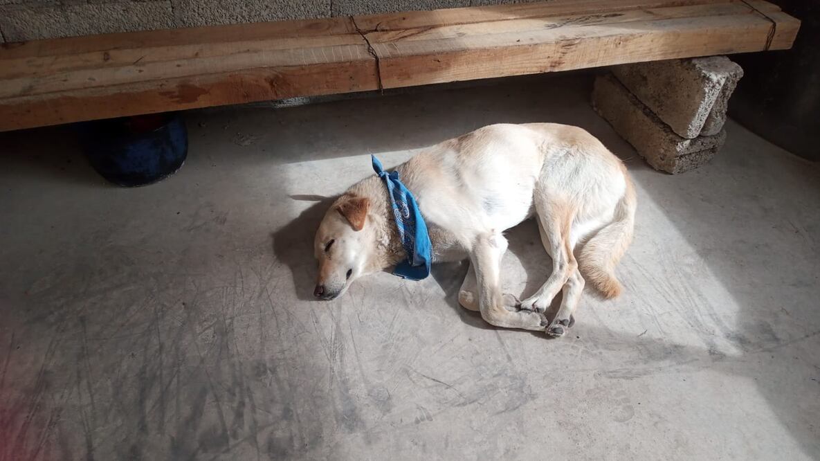 Abandonan a lomita peregrina