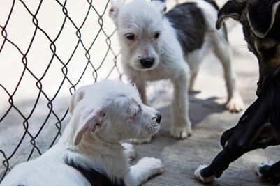 Juzgados atienden seis casos de maltrato animal