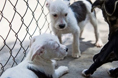 Juzgados atienden seis casos de maltrato animal