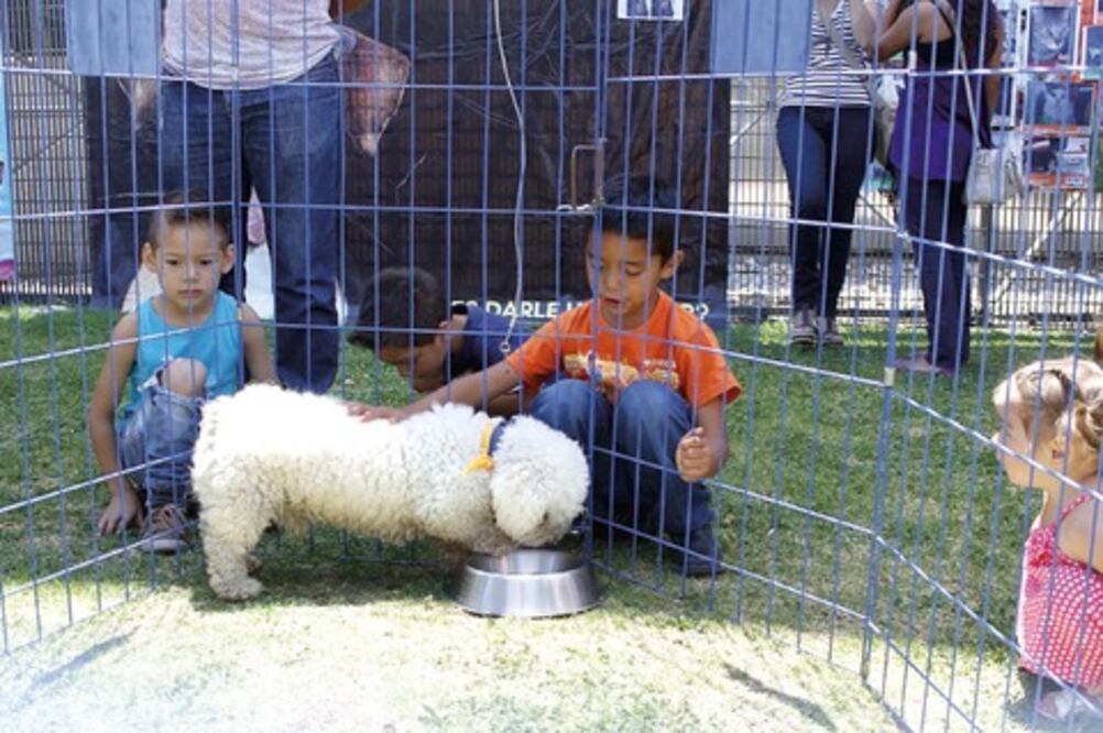 Impulsan adopción de perros y gatos