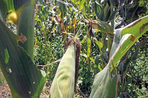 Piden fortalecer la biotecnología