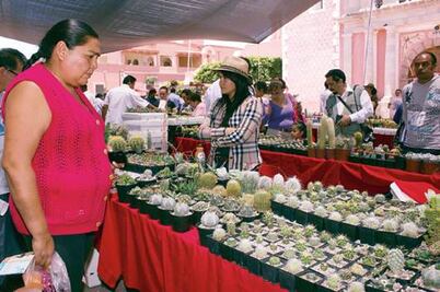 Inauguran en Tequis festival de cactáceas