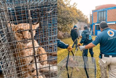 Un lince ingresó a una casa, en Querétaro