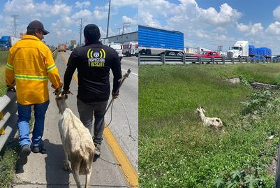 Rescatan a cabra; paseaba por la carretera 57