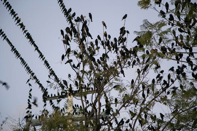 Piden proteger zonas de llegada de aves migratorias