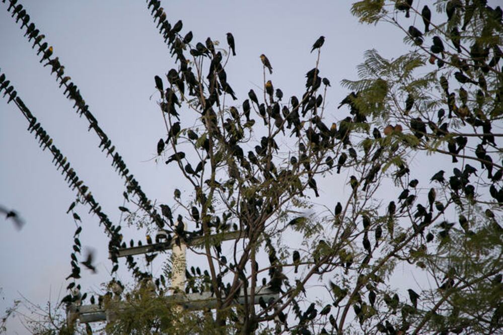 Foto: Archivo. El Universal