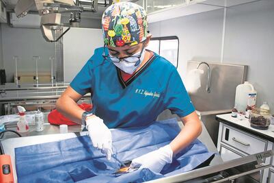 Esterilizan a 20 mil perros y gatos en la capital de Querétaro