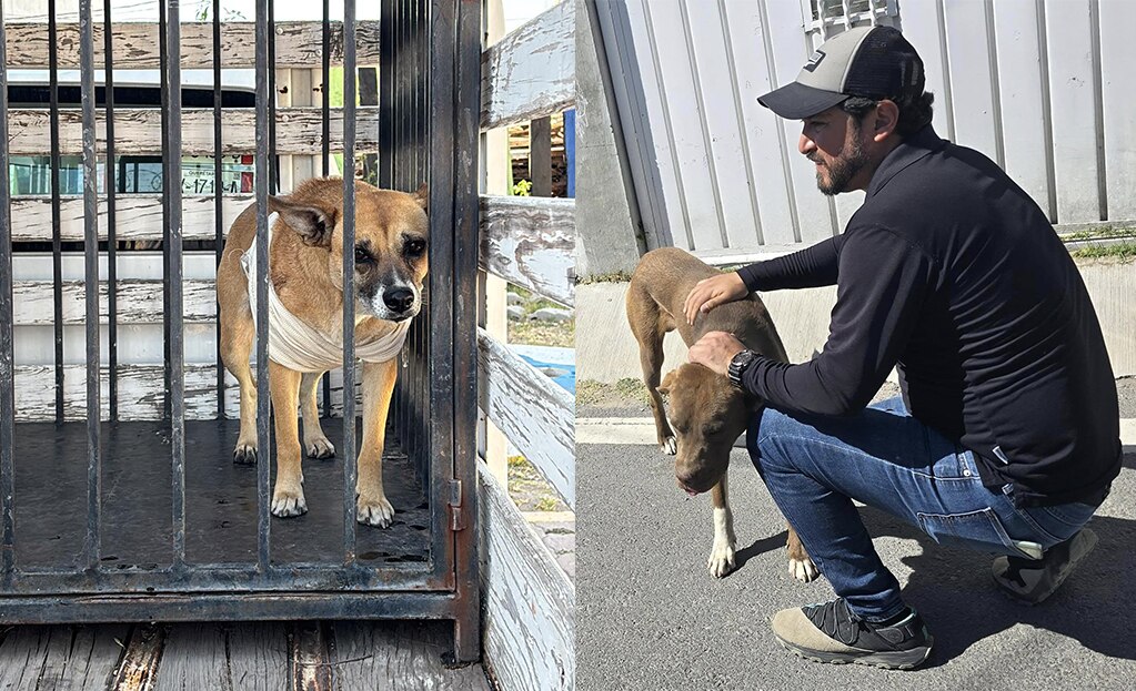 Rescatan a tres perritos en situación de maltrato en San Juan del Río