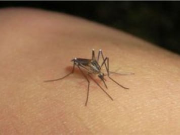 Esperan casos de dengue 