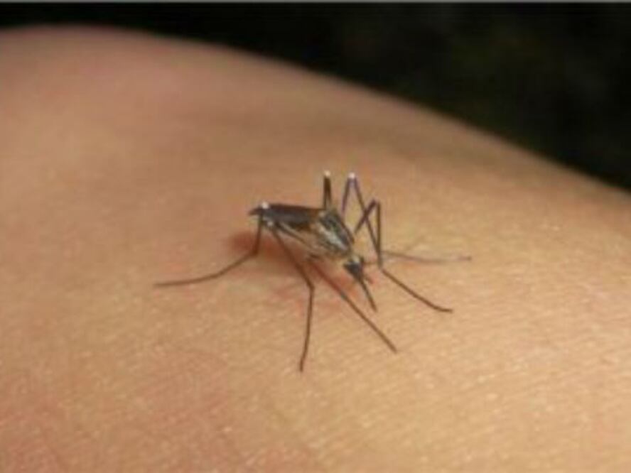 Esperan casos de dengue