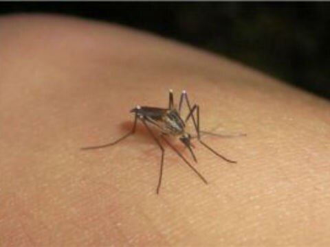 Esperan casos de dengue