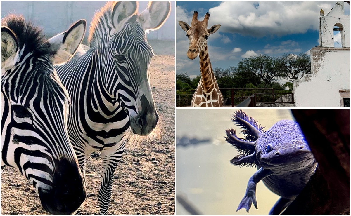 Tres zoológicos y santuarios para conocer en Querétaro 