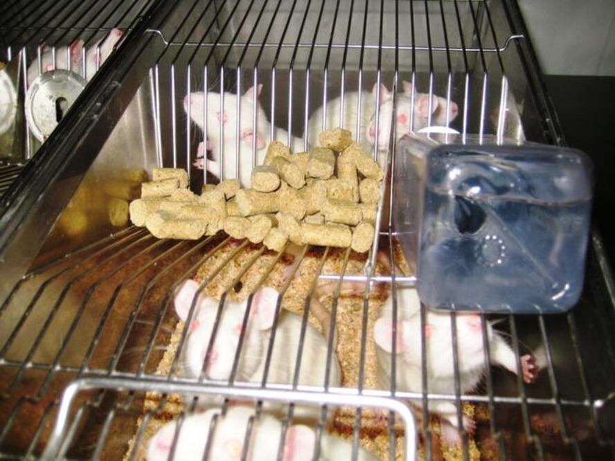 Estudian motivos de la asexualidad