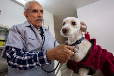 Males caninos. Crece cultura preventiva en mascotas