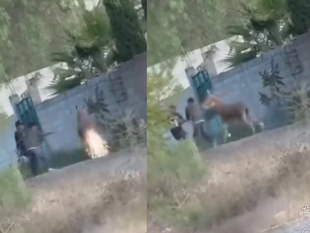 Exigen justicia para burrito agredido con pirotecnia en Cadereyta 