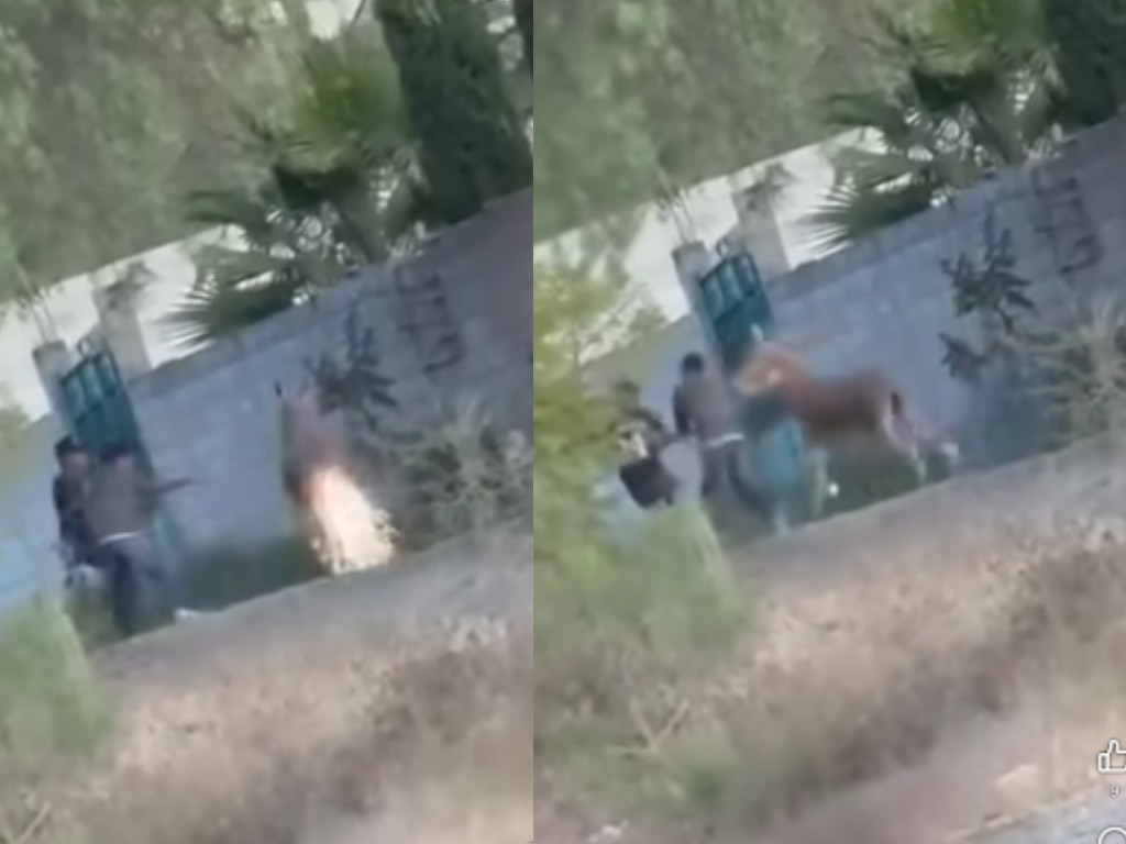 FOTO. CAPTURA DE PANTALLA