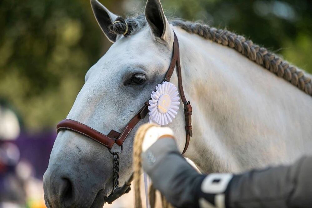 Foto: Facebook Asociación Mexicana de Criadores del Caballo Lusitano