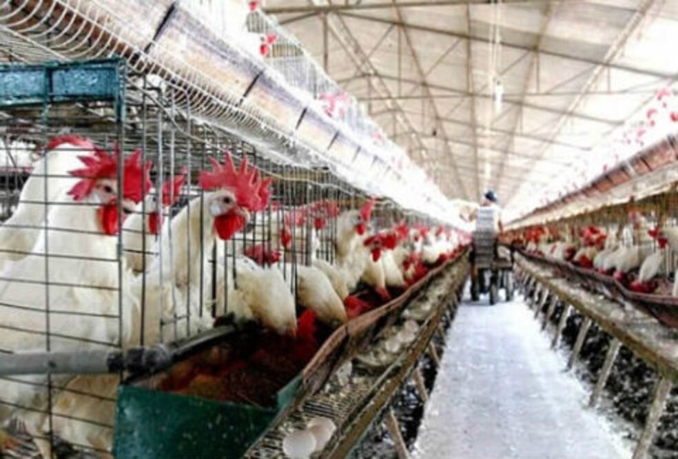 Querétaro en alerta por brote de gripe aviar