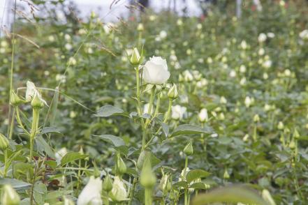 El Organal, la comunidad ubicada en Querétaro, cuyo modo de vivir depende de las rosas 