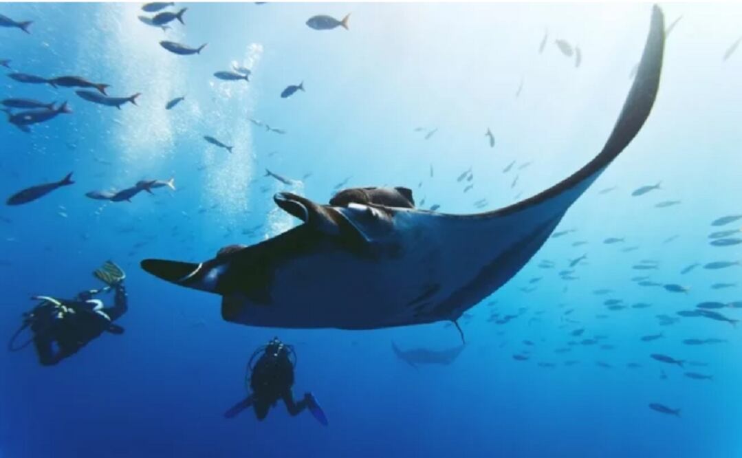El mar de Cortés tiene el mayor arrecife de coral del golfo de California. (Foto: iStock )