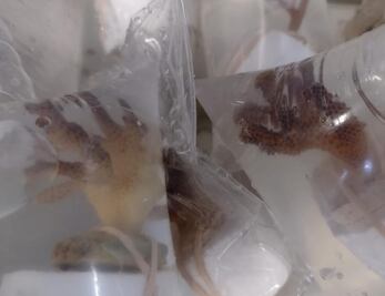 Hallan corales vivos en el Aeropuerto de Querétaro; los recupera la Guardia Nacional