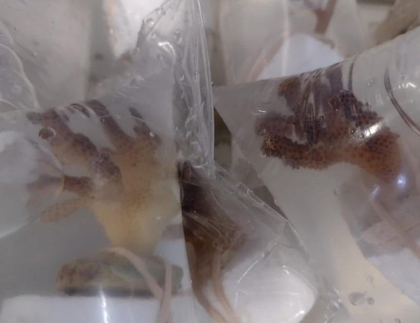 Foto: Twitter. Guardia Nacional