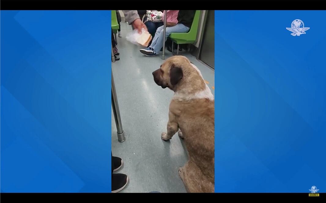 TikTok. Perrito rebelde: policías, usuarios y sándwich fallan en sacar a can del Metro