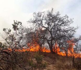 Fuego consume más de 400 hectáreas en zona serrana