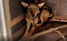 Profepa rescata a un coyote en vivienda del Edomex; el ejemplar estaba encadenado