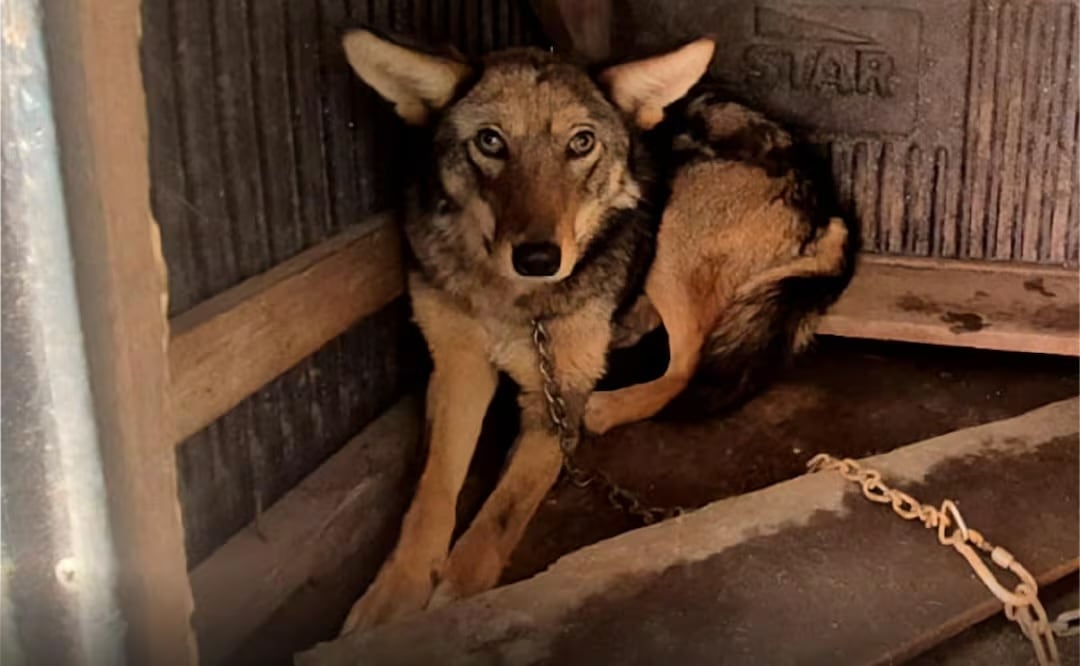 Profepa rescata a coyote juvenil en el Edomex que fue hallado encadenado en una casa (08/08/2026). Foto: Especial