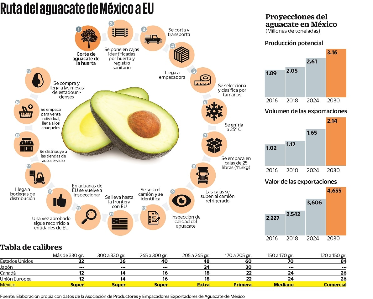 Ruta del aguacate / Foto: Infografía El Universal