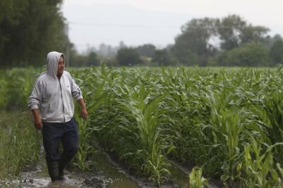 Contingencia ‘pega’ a 40 productores, alertan  
