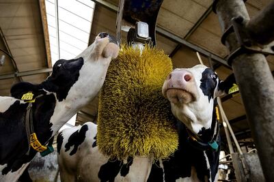 Regresa el evento de vacas más importante de Querétaro; el Foro Nacional Holstein