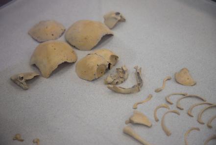 Desde los huesos, una exposición para conocer el pasado