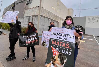 Inicia primer juicio por maltrato animal en Querétaro; piden justicia para Athos y Tango