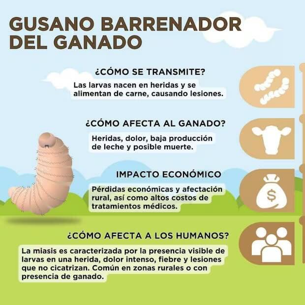 Información sobre gusano barrenador detectado en una cabra en Edomex (01/01/2026). Foto: Especial