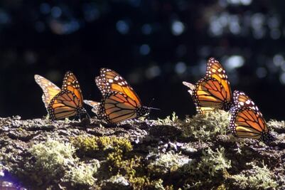 Vigilan el trayecto de  la mariposa monarca 