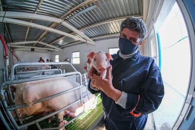 Avanza producción porcina en la UAQ 